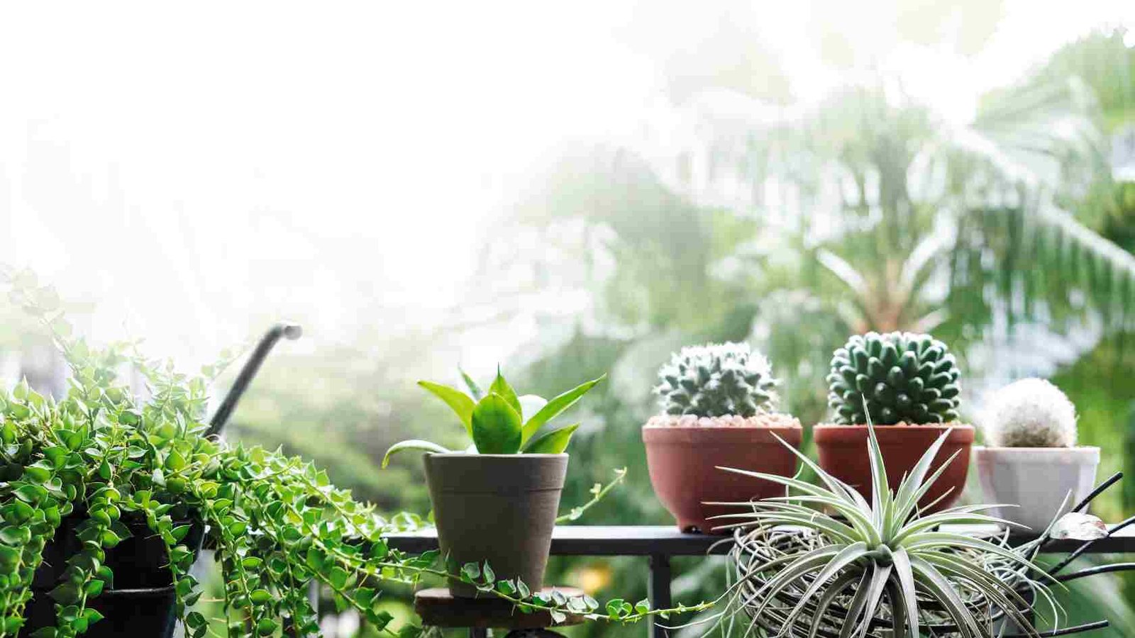 Indoor Plants