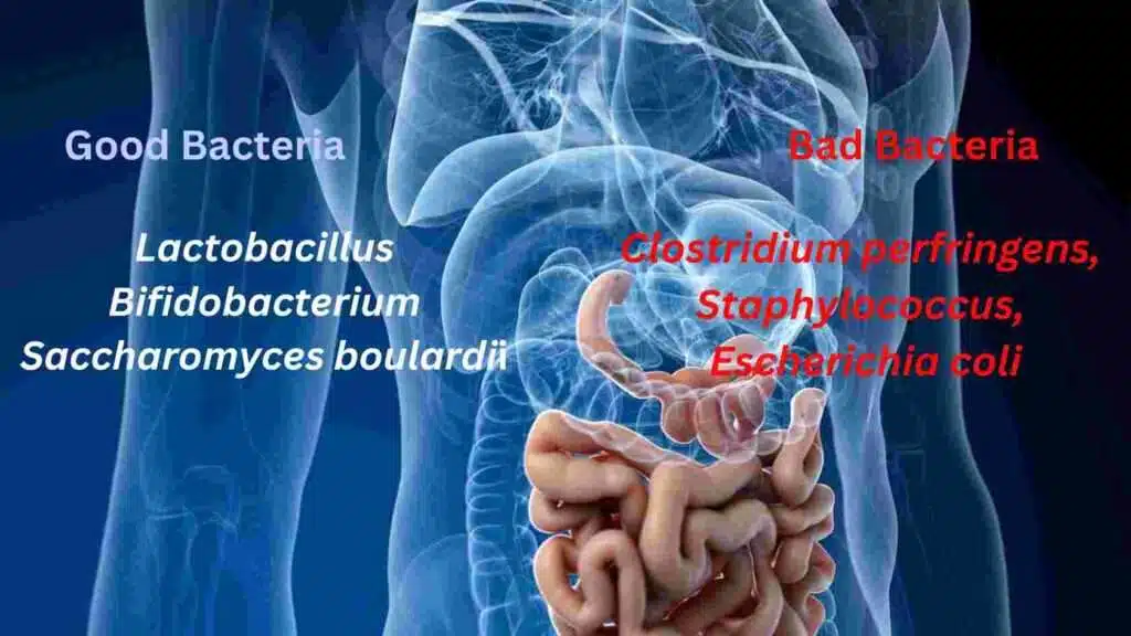 good bad bacteria